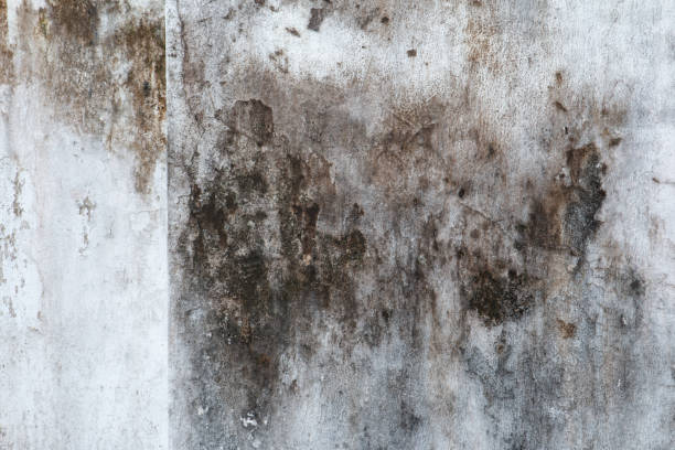 Best Dehumidification Services  in Poipu, HI