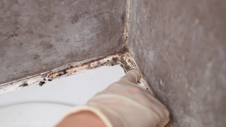 Best Mold Documentation for Insurance Claims  in Poipu, HI